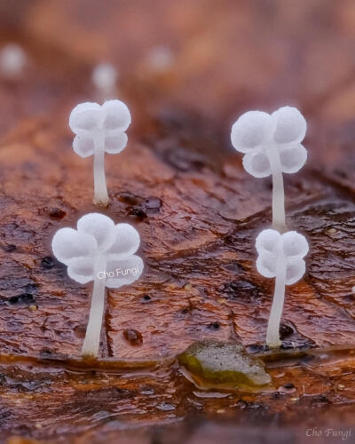 白色的幸运蘑菇
图源小红薯 Cho Fungi