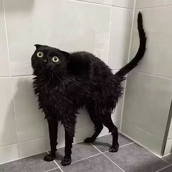 猫猫拯救世界