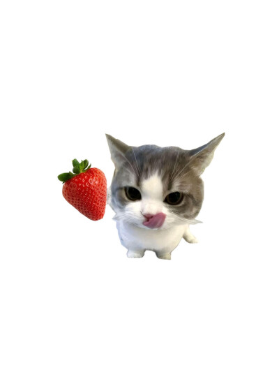小猫头像
