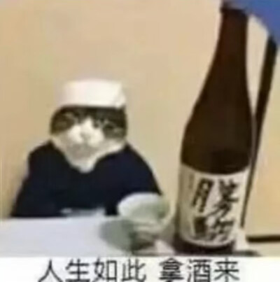 猫猫 表情
人生如此，拿酒来
