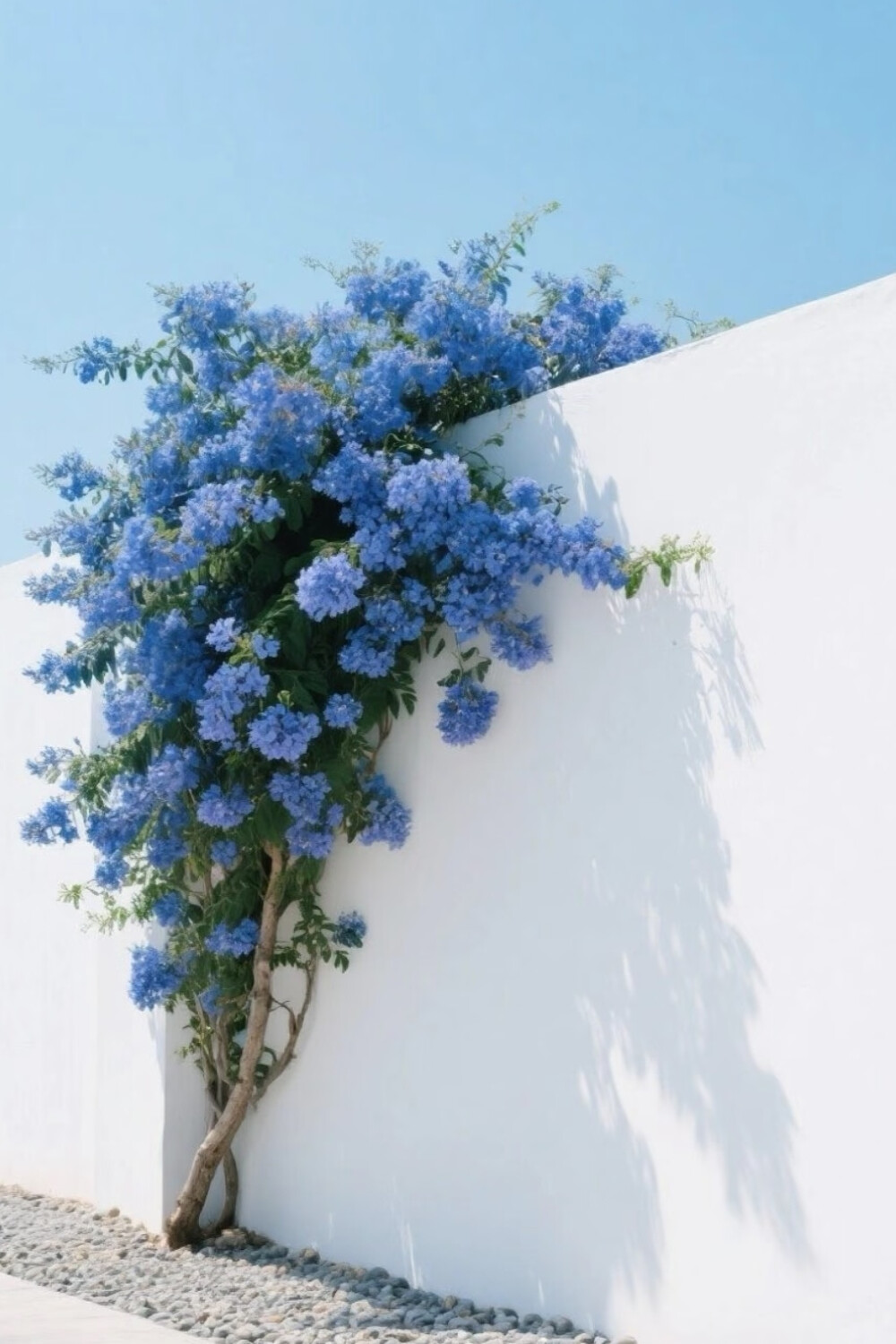 蓝雪花