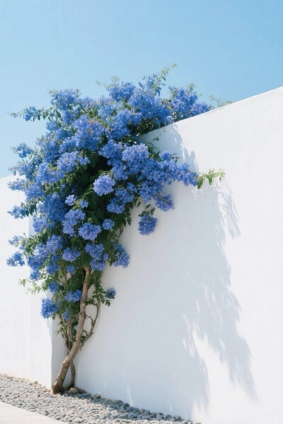 蓝雪花