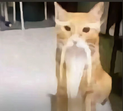 猫猫 猫咪仙人
