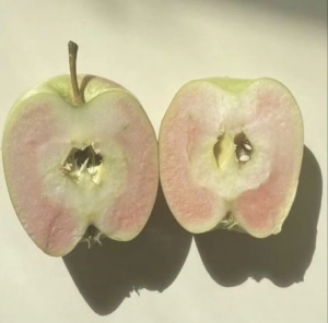 艾米可二改 简介