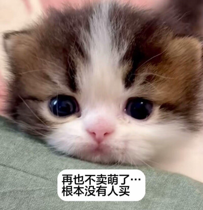 表情包