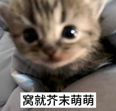 表情包