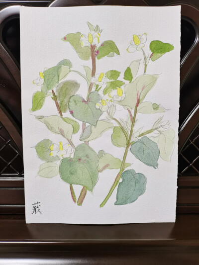 22 蕺（绘画 | 水彩 | 果花甘03）
2018.6.24
蕺，叶似荞麦，生湿地。《张衡·南都赋》中提到蕺：若其园囿，则有蓼蕺蘘荷。听起来就是淡雅青幽的植物。
蕺菜长着穗状的顶生花序，黄白色可可爱爱，搓碎会产生鱼腥味。
…