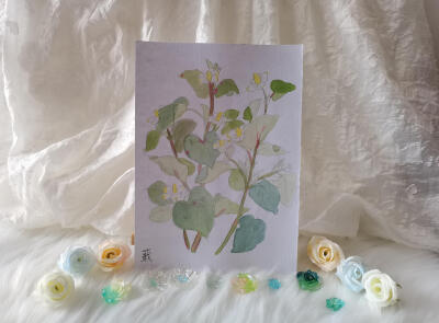 22 蕺（绘画 | 水彩 | 果花甘03）
2018.6.24
蕺，叶似荞麦，生湿地。《张衡·南都赋》中提到蕺：若其园囿，则有蓼蕺蘘荷。听起来就是淡雅青幽的植物。
蕺菜长着穗状的顶生花序，黄白色可可爱爱，搓碎会产生鱼腥味。
…