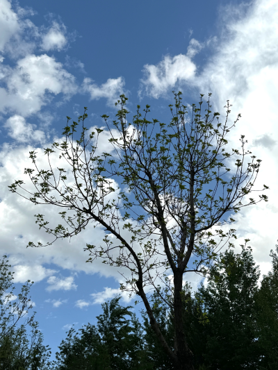 春风有信 花开有期