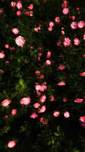 图源weibo侵权删