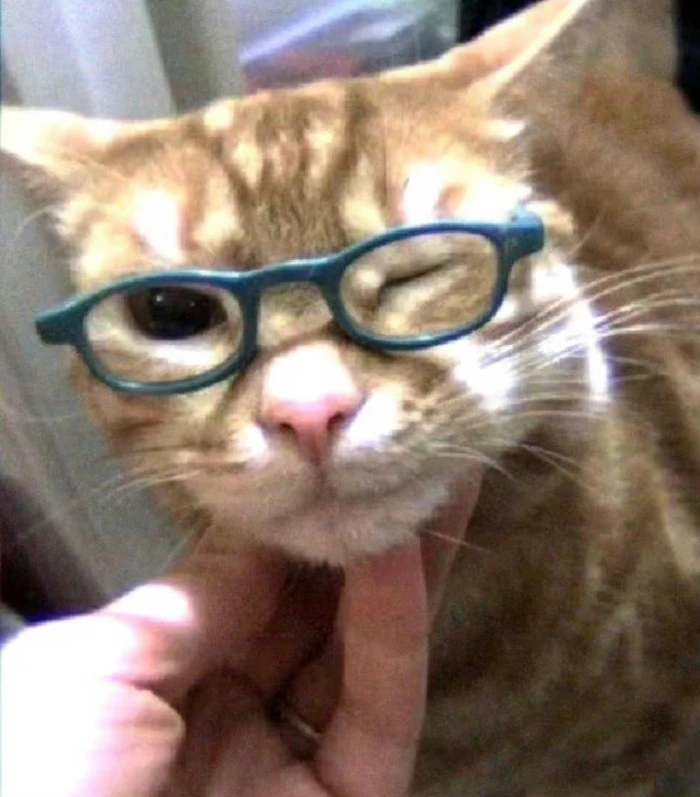 萌物