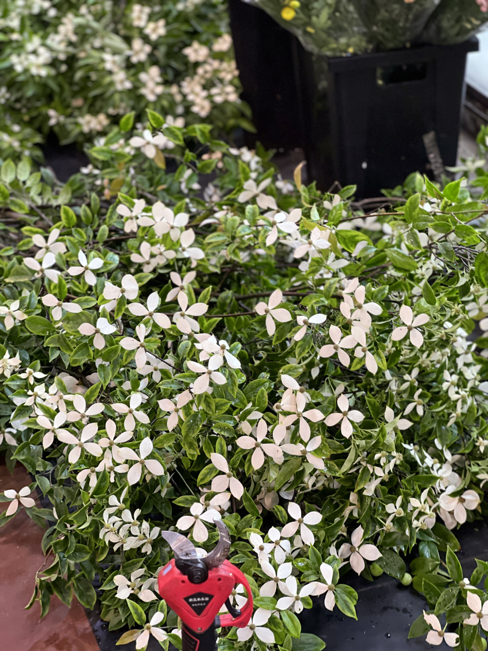上海花市
去的是虹桥古玩城的花市，绿植、鲜切花、仿真花、花艺资财、花艺学校都和古玩店一起开在建筑物内部，对比岭南花市肯定是太小了，部分类目不全，但进口花材不算少且品质不错，目测单种进口花材的进货量比岭南花市商家的进货量大，不常见的特殊花材也很多，可能是下雨的原因，周末的花市人也不多，走在里面全是老板没见到散客。六月了，赶在芍药季的末尾买了两把芍药（10支装35+70），还买了一把栀子花（15）和龙柳（两米多的10支装30），广州本地的栀子花鲜切四月份结束就没有了，而且不容易养开，花期短暂，这次在上海买的整体品质都更优，这点还是羡慕四川，到了季节路边就有栀子花卖，原始的鲜花本就应像蔬菜一样融入普通人日常。