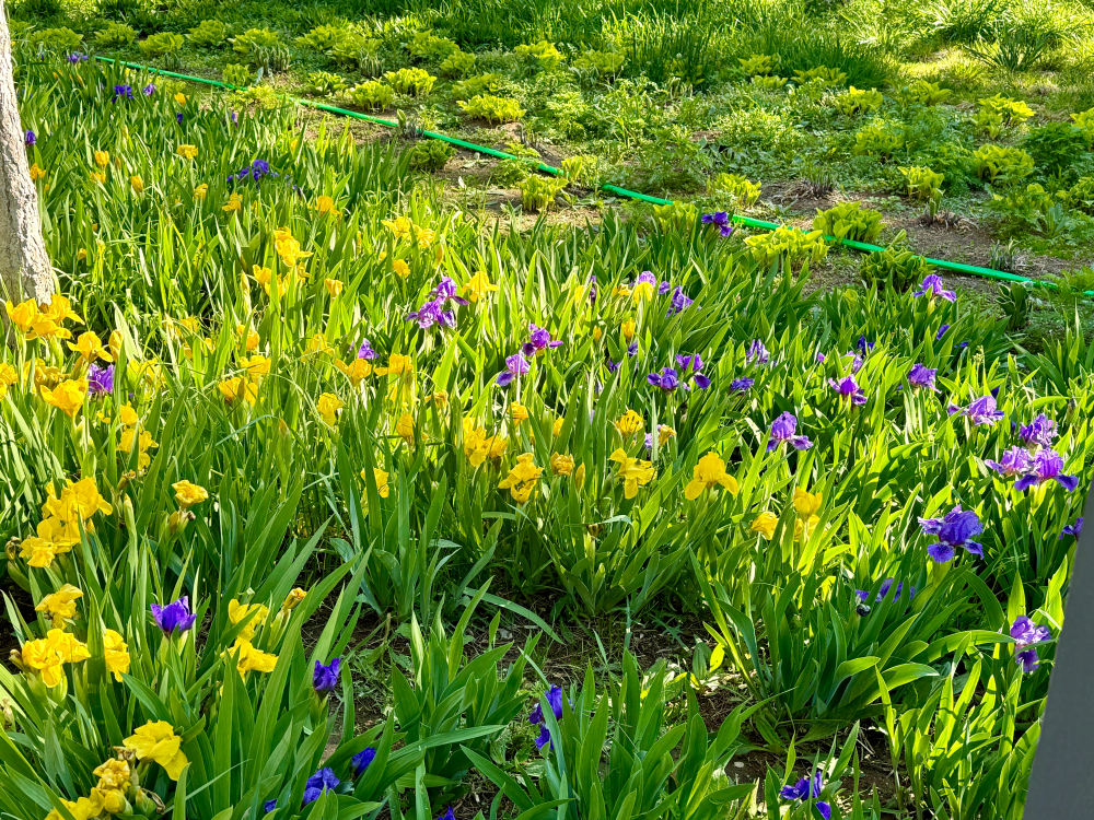 春风有信 花开有期