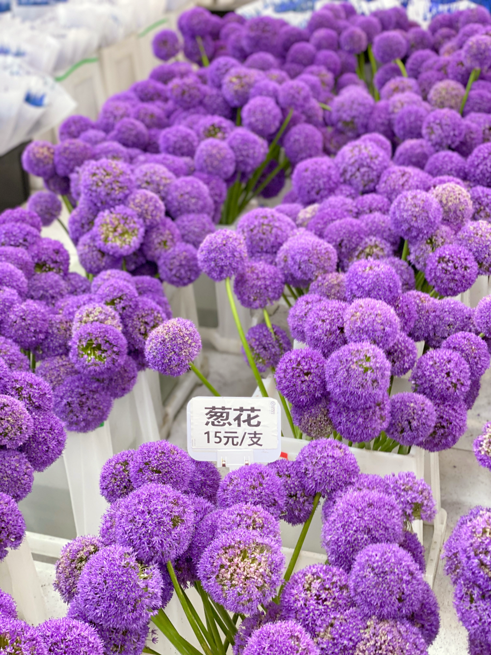 上海花市
去的是虹桥古玩城的花市,绿植、鲜切花、仿真花、花艺资财、花艺学校都和古玩店一起开在建筑物内部,对比岭南花市肯定是太小了,部分类目不全,但进口花材不算少且品质不错,目测单种进口花材的进货量比岭南花市商家的进货量大,不常见的特殊花材也很多,可能是下雨的原因,周末的花市人也不多,走在里面全是老板没见到散客。六月了,赶在芍药季的末尾买了两把芍药(10支装35+70),还买了一把栀子花(15)和龙柳(两米多的10支装30),广州本地的栀子花鲜切四月份结束就没有了,而且不容易养开,花期短暂,这次在上海买的整体品质都更优,这点还是羡慕四川,到了季节路边就有栀子花卖,原始的鲜花本就应像蔬菜一样融入普通人日常。