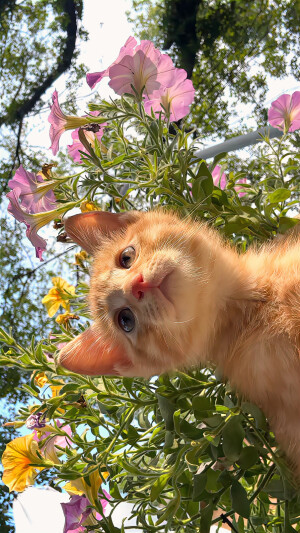 图源weibo侵权删