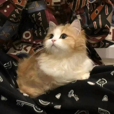 可爱的猫猫头像