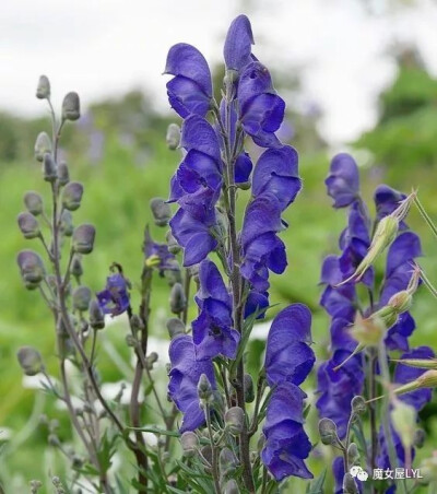 乌头属 Aconitum  
代表：厌世
英文名：Wolf's bane 狼毒
