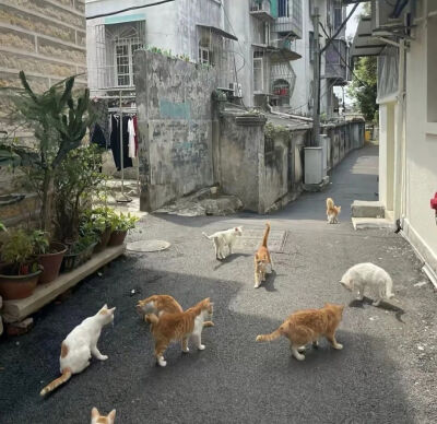 猫