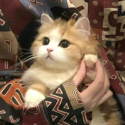 可爱的猫猫头像