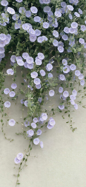 是壁纸贩卖机啊！