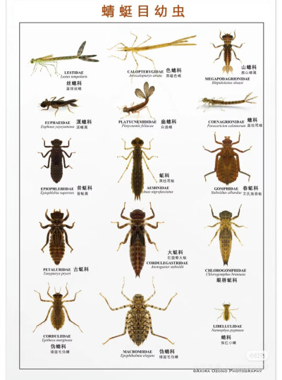 昆虫
