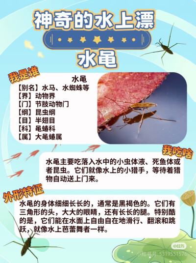昆虫