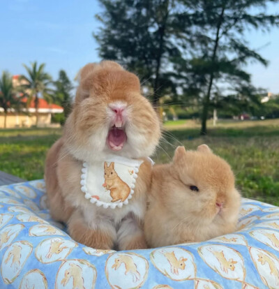 兔子头像