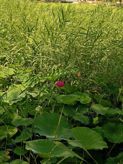 日常