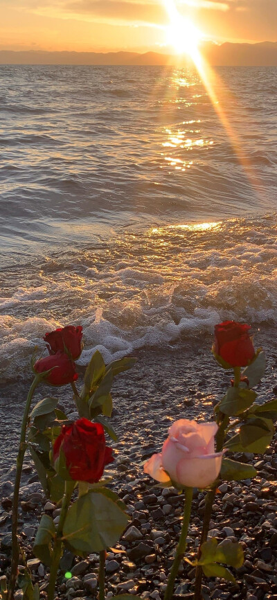 花/高清手机壁纸