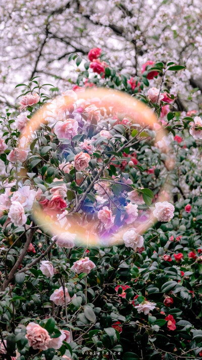 花/高清手机壁纸