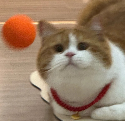 猫猫头像