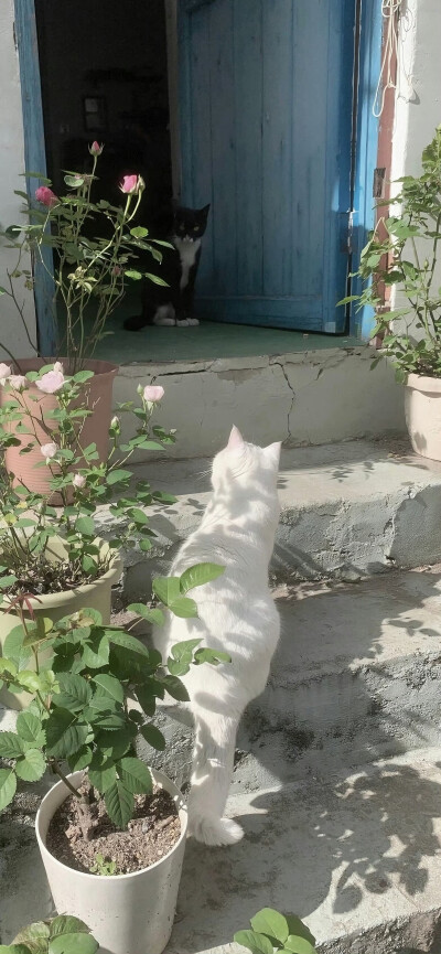 壁纸