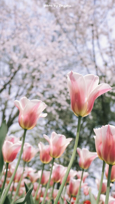 花/高清手机壁纸