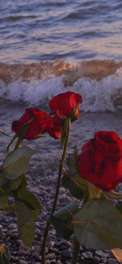 花/高清手机壁纸