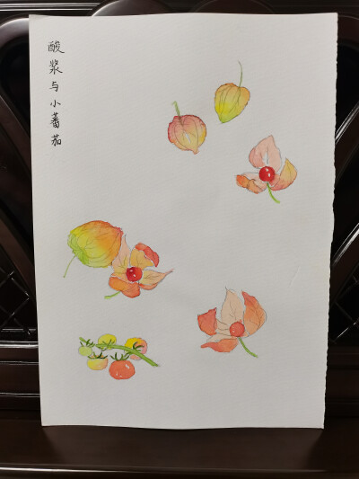 25 小巧浆果（绘画 | 水彩 | 果花甘03）
2018.07.06
画了酸浆与小番茄。
酸浆果，又名灯笼草、锦灯笼，是一种外形有些类似灯笼的小浆果，和番茄一样都属于茄科植物。
红色酸浆果，有些地方称作红菇娘果，外皮颜色…