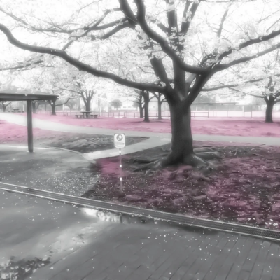 Colinearidade✧玫瑰色美梦-Filtro...星云