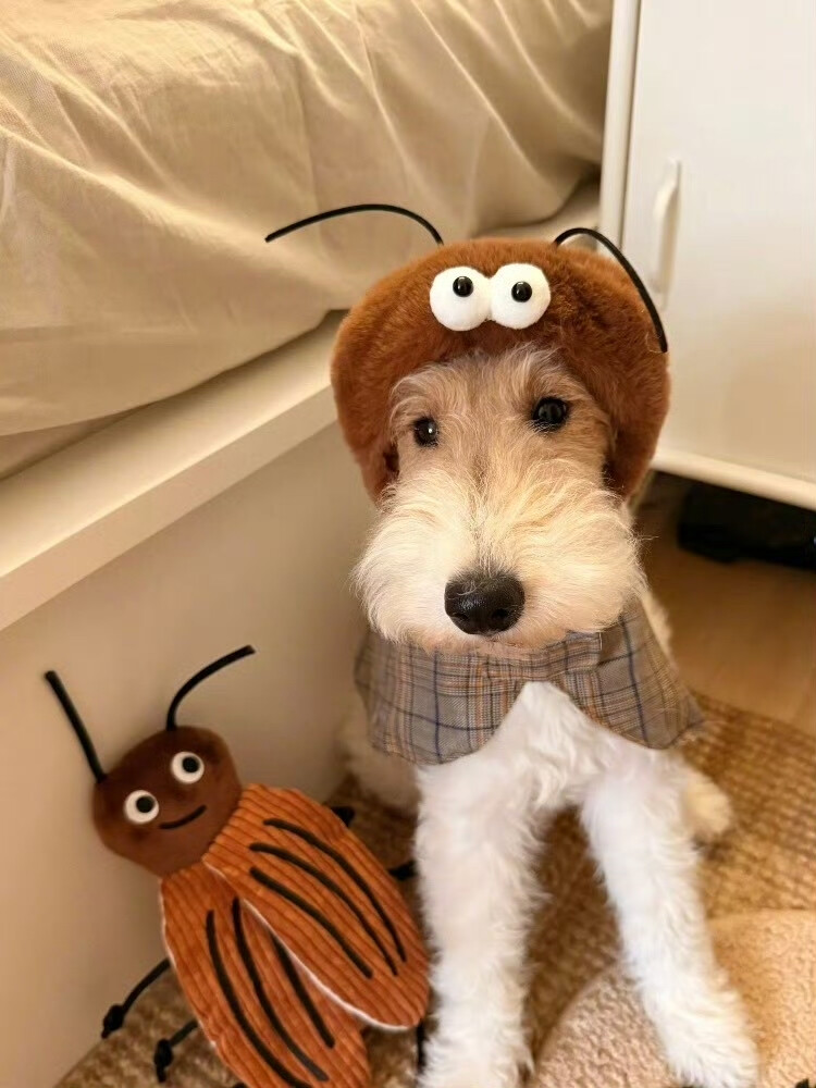 小螂狗