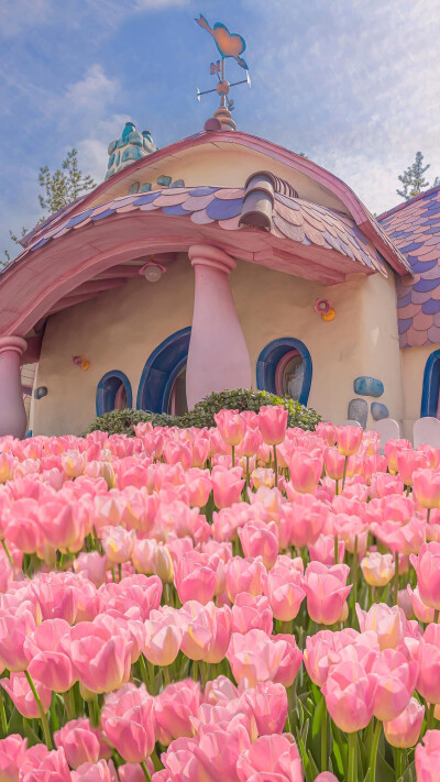 花/高清手机壁纸