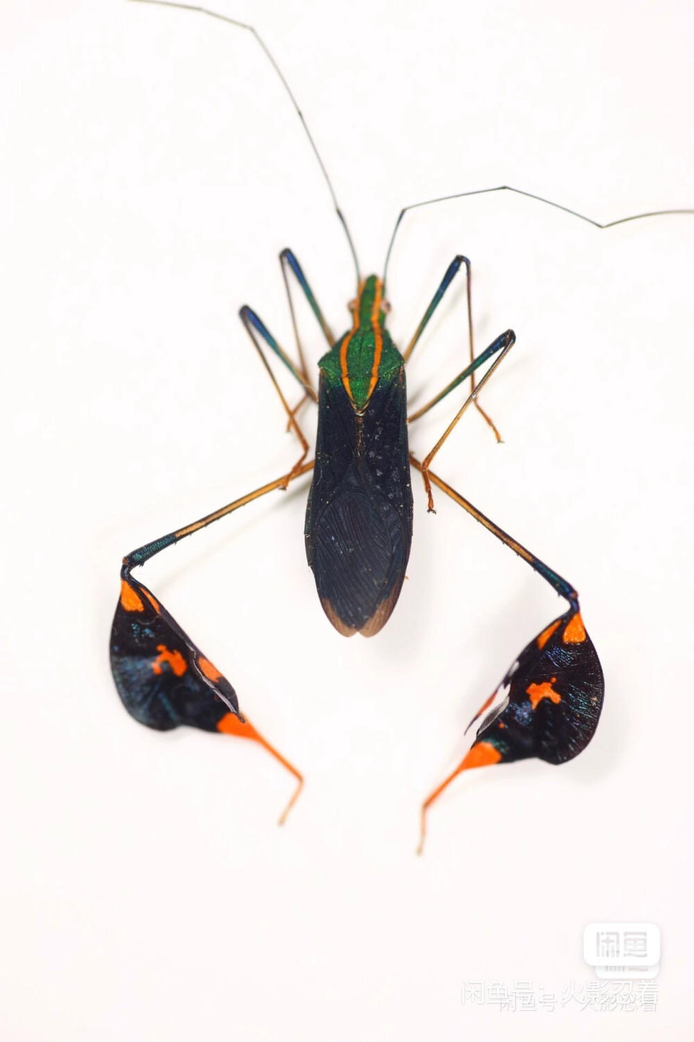 昆虫