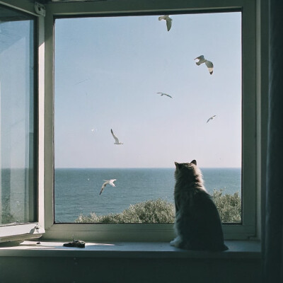 猫猫封面