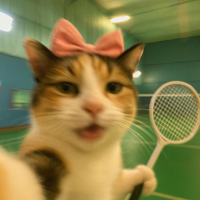 小猫头像