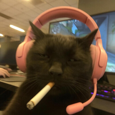 小猫头像