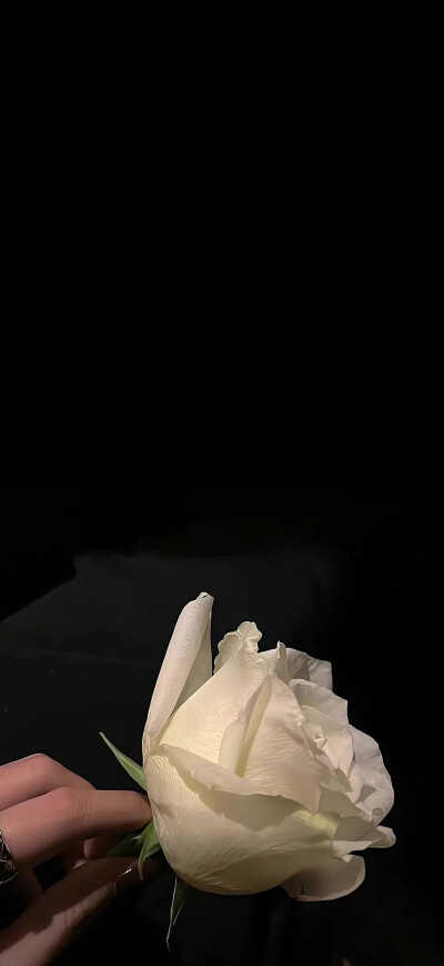 壁纸