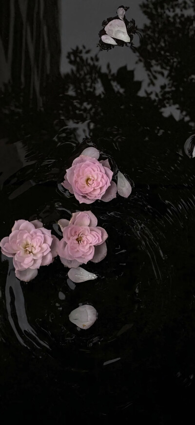 壁纸