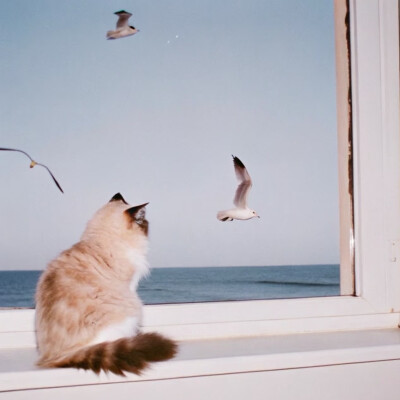猫猫封面