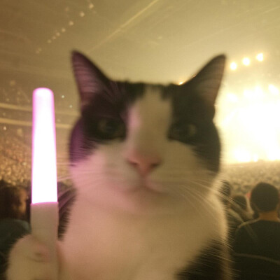 小猫头像