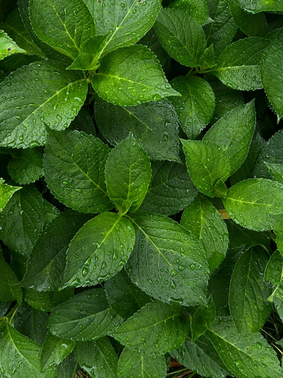 薄荷