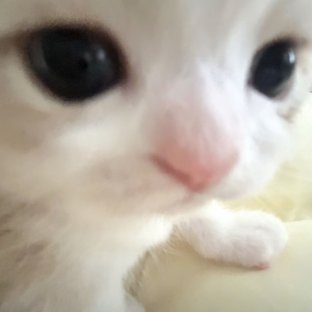 我是一只小猫