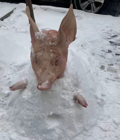 砂仁猪心