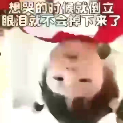 砂仁猪心